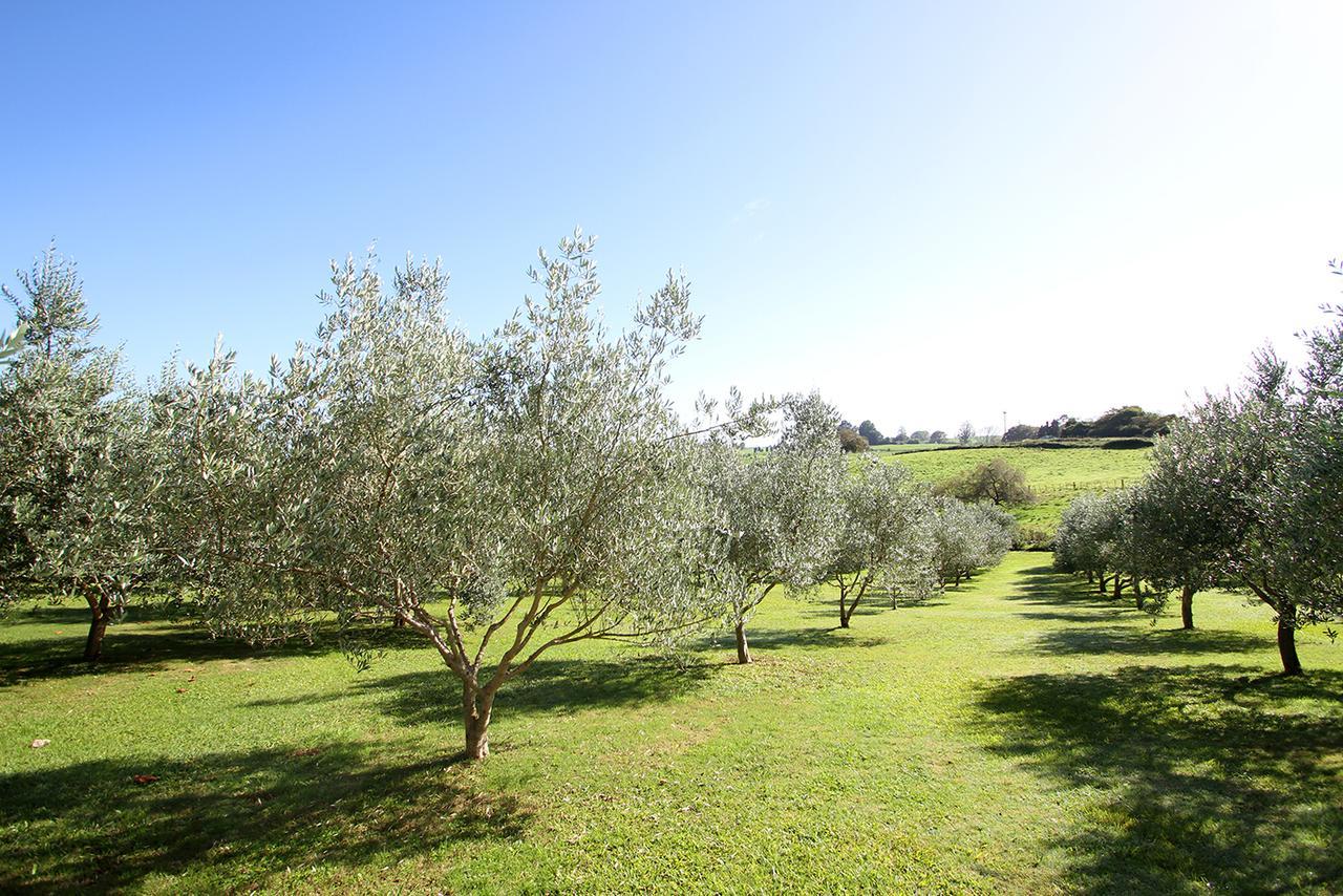 Bed and breakfast Ohaupo Olives Extérieur photo